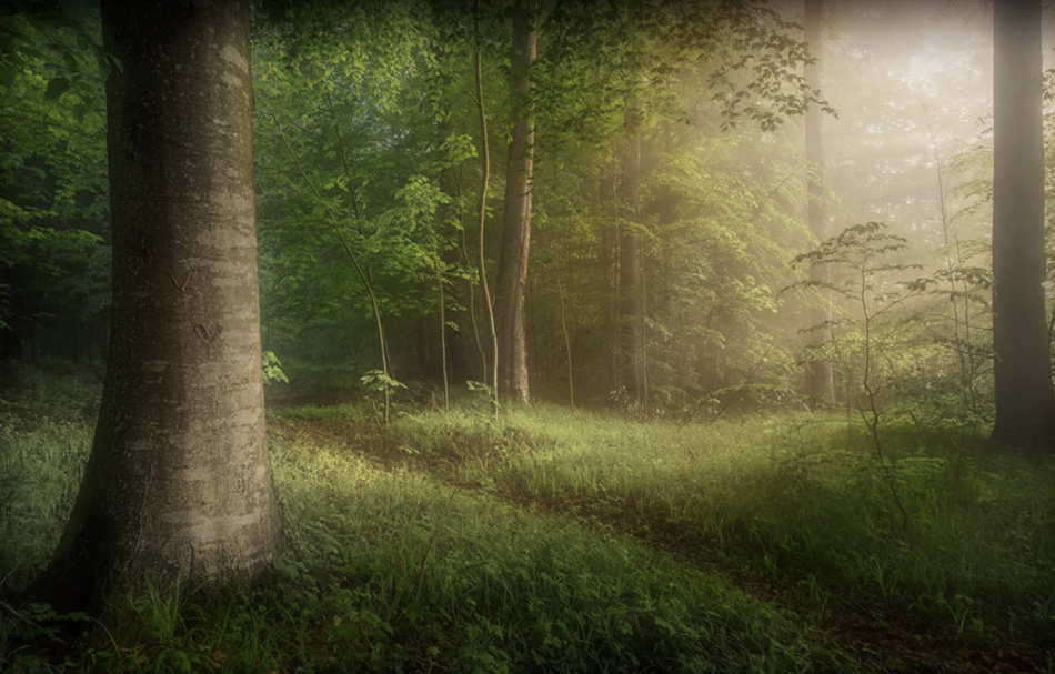 Dreamy Forest Landscape