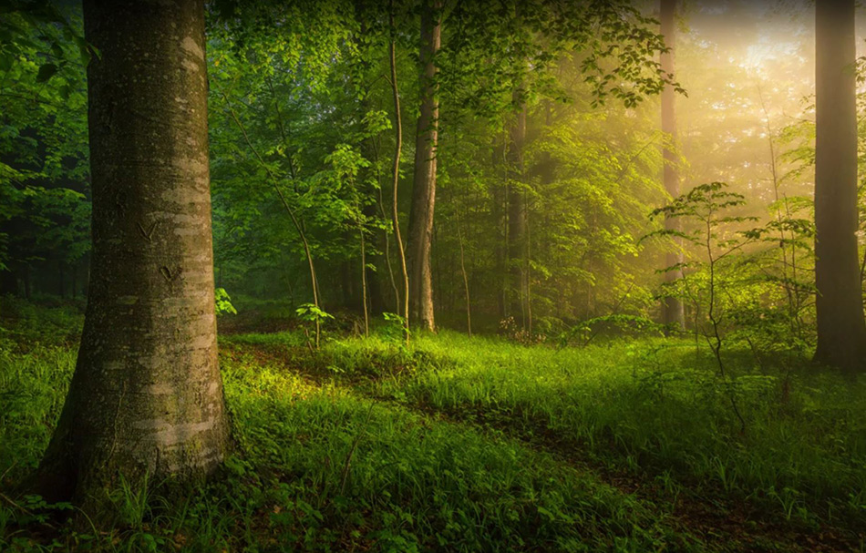 dreamy forest in photoshop