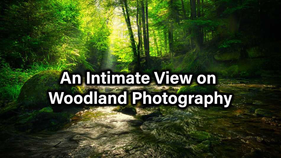 An Intimate View on Woodland Photography