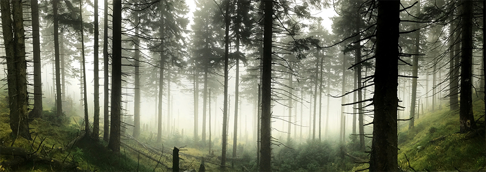  misty woods