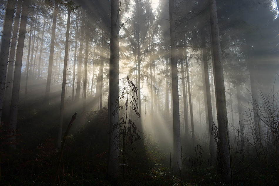 Create Woodland Light Rays in Photoshop