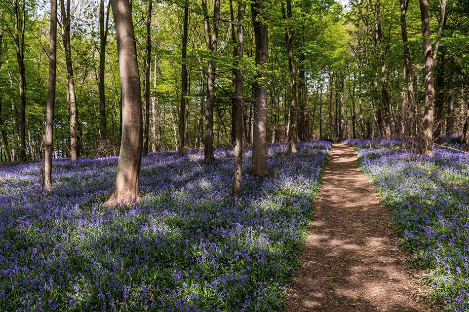 Editing Bluebells in a Forest using Photoshop