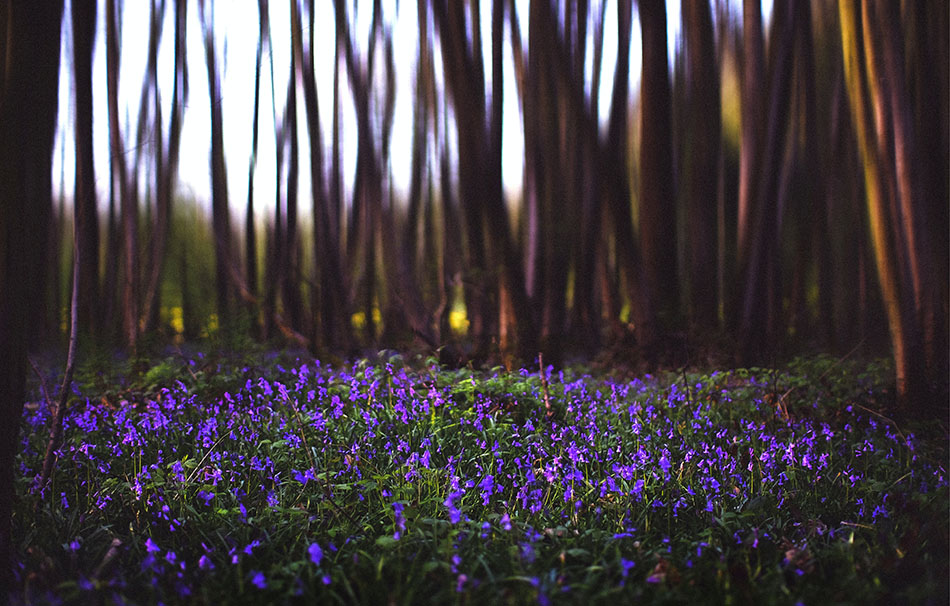 Editing Bluebells in a Forest using Photoshop